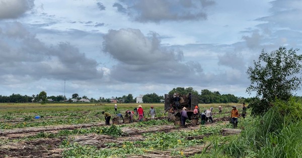 Ở Tây Ninh, các thương lái thu mua củ mì đều than thua lỗ, vì sao vậy?