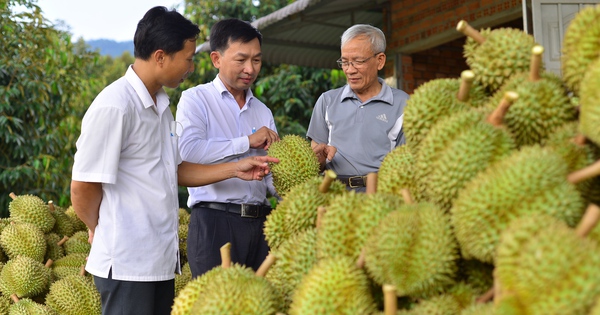 Loại trái cây “tỷ đô” vào mùa, Sở Công Thương Lâm Đồng đề nghị huyện Đạ Huoai tăng cường quản lý