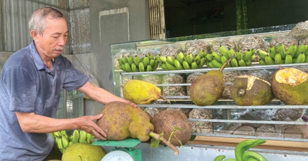 Đây là loại quả ngon đang bán hút hàng tại chợ quê, chợ phố ở TT-Huế, đi đâu cũng thấy thơm lừng