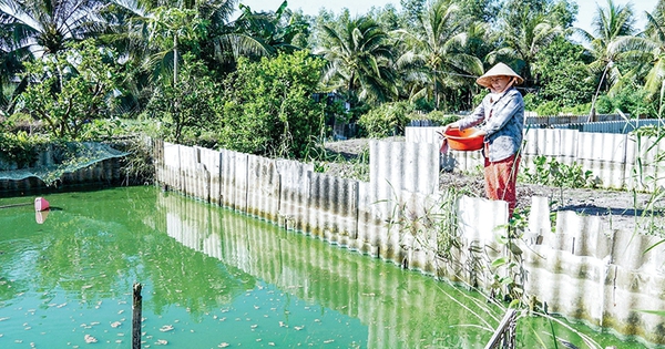 Nuôi loài vật được coi là vị thuốc quý nhưng nông dân một xã của Sóc Trăng rầu cả người vì giá giảm sâu