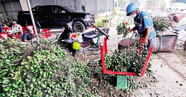 Thương nhân Trung Quốc lại lùng mua, giá thứ quả hay trồng quanh ngõ, ven rào ở Việt Nam tăng gần 5 lần