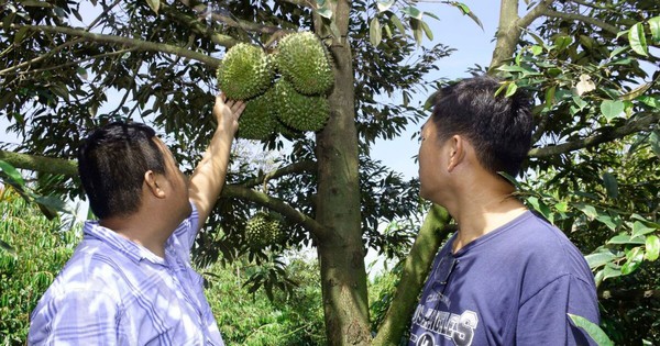 Vô số nơi trồng sầu riêng, ở một nơi của Bến Tre, dân trồng “cây tiền tỷ” kiểu gì mà có nhà thu 3 tỷ/ha?