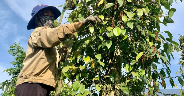 Giá tiêu hôm nay tại Đăk Lăk giảm nhẹ, dự báo giá mua bán loại hạt gia vị quý này bước vào chu kỳ mới