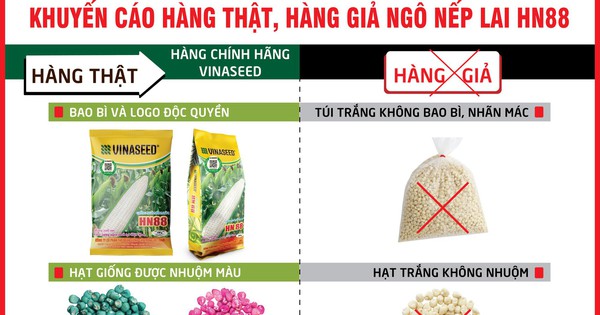 Cách phân biệt hàng thật – hàng giả giống ngô nếp lai HN88 của VINASEED