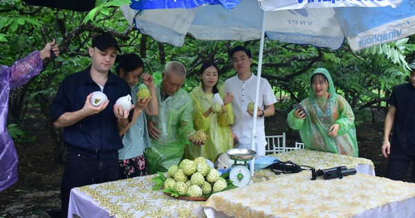 Đưa na La Hiên lên livestream bán, nông dân Võ Nhai chốt đơn bán ngay 4,7 tấn