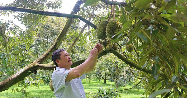 Những loại nông sản nào được dự báo sẽ bùng nổ xuất khẩu sang Trung Quốc trong thời gian tới?