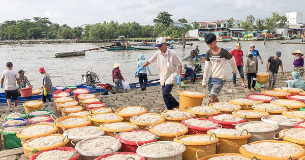 Con ruốc là con gì mà nổi dày đặc, dân một nơi ở Cà Mau đi vớt hàng tấn, bỏ túi cả chục triệu/ngày?