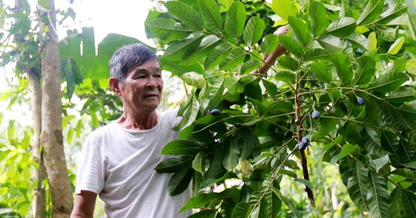 Nông dân miền núi Hà Tĩnh thất thu vì thứ quả được ví như “vàng đen” mất mùa chưa từng có