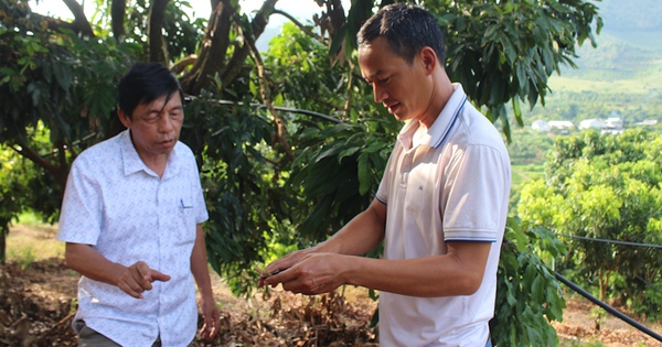 Nông dân Sơn La trồng nhãn chín sớm ra quả ngọt lịm, giá bán gấp đôi chính vụ